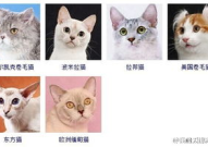 宠物猫品种大全,详尽解析各类猫咪品种特点与魅力