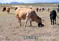 一只牛