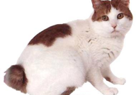 巧克力猫,探寻猫咪与巧克力之间的奇妙缘分